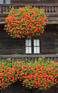Geranien an Bauernhaus
