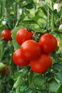 Mehr Tomatenertrag