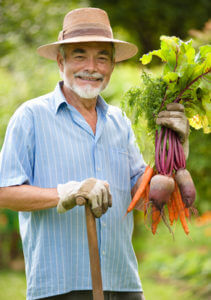 Senior holds  a bunch of harvested carrots and beetroots