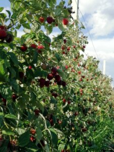 Erste-Himbeeren-Ernte-2020-Alibunar-Nord-Serbien