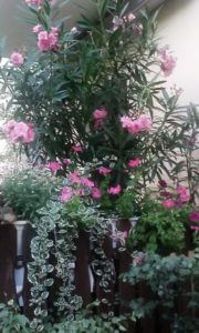 Oleander nicht so oft gießen