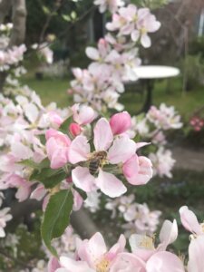 apfelbluete mit biene